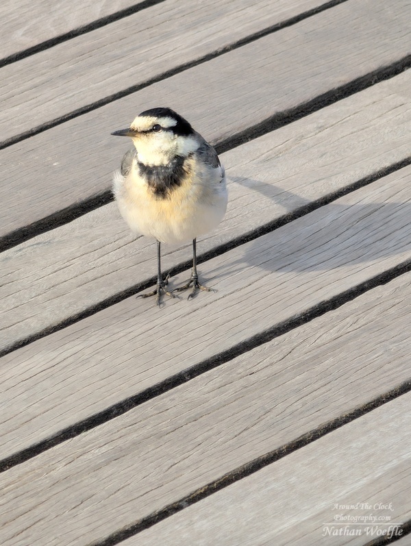 Japanese Wagtail