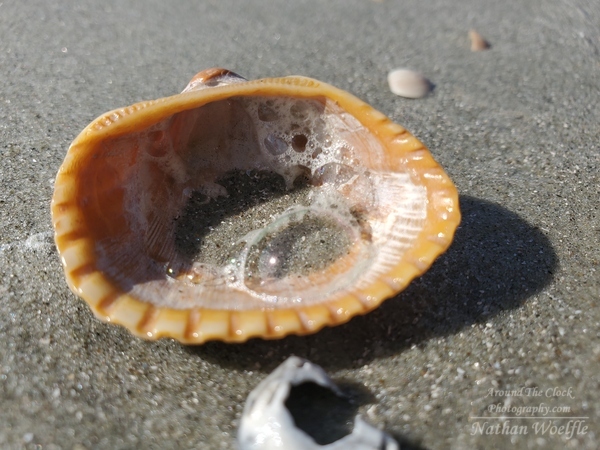 Shell bubbles