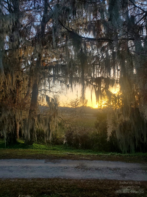 Spanish moss sunset