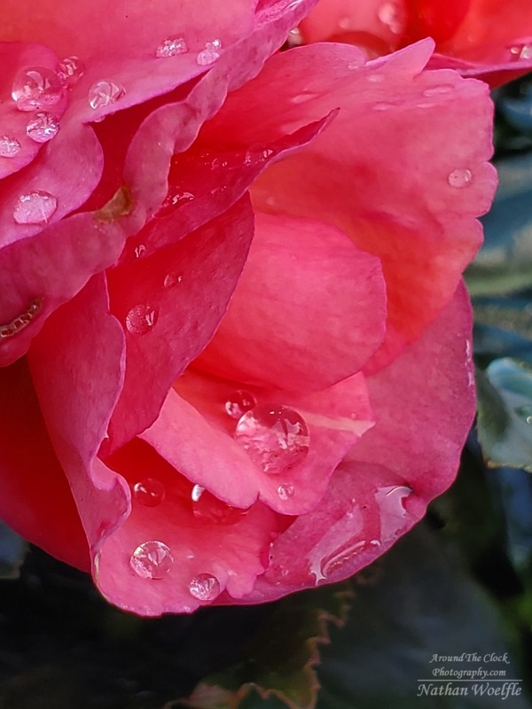 Begonia water droplets closeup