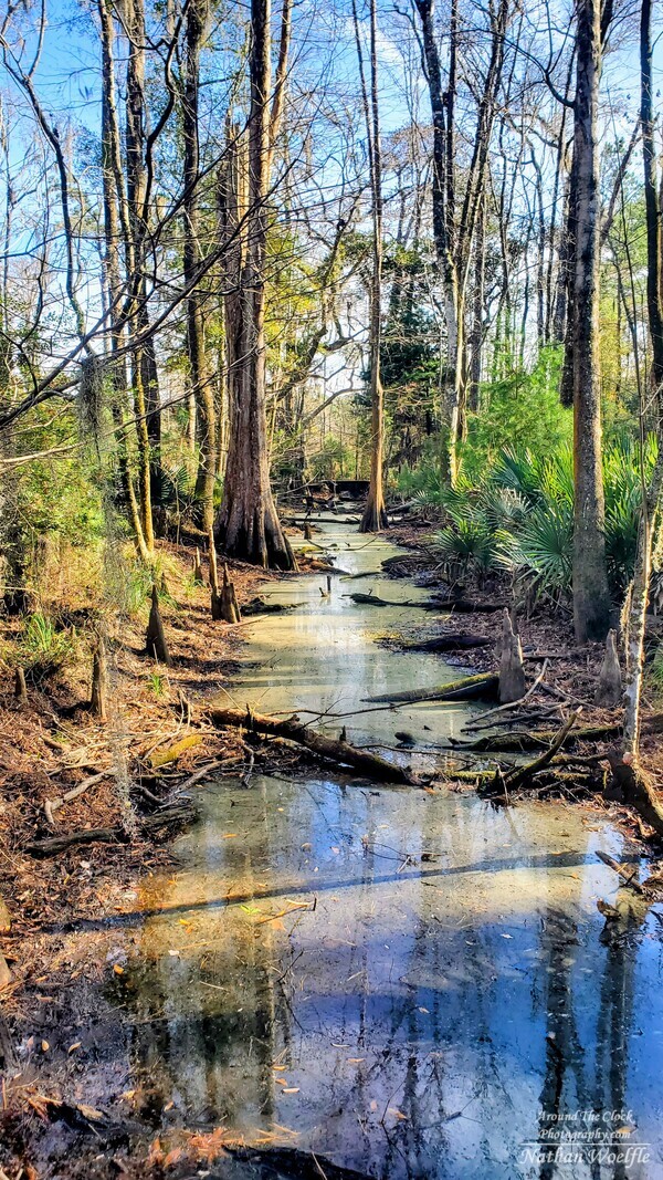 Creek at Caw Caw State Park