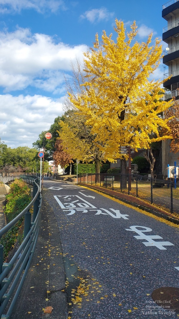 Autumn trees in Nagasaki Japan