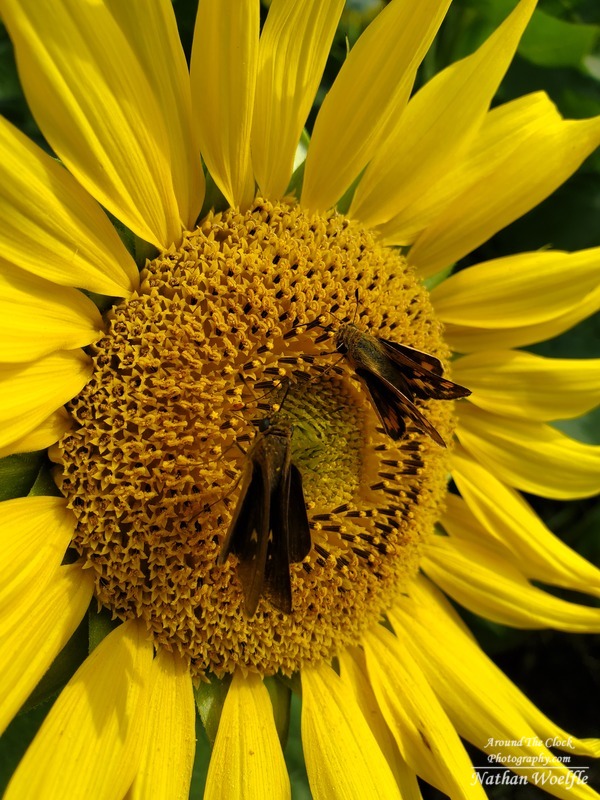Sunflower and Butterlies