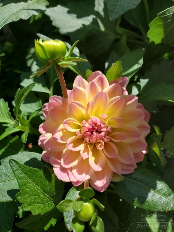 Dahlia flower