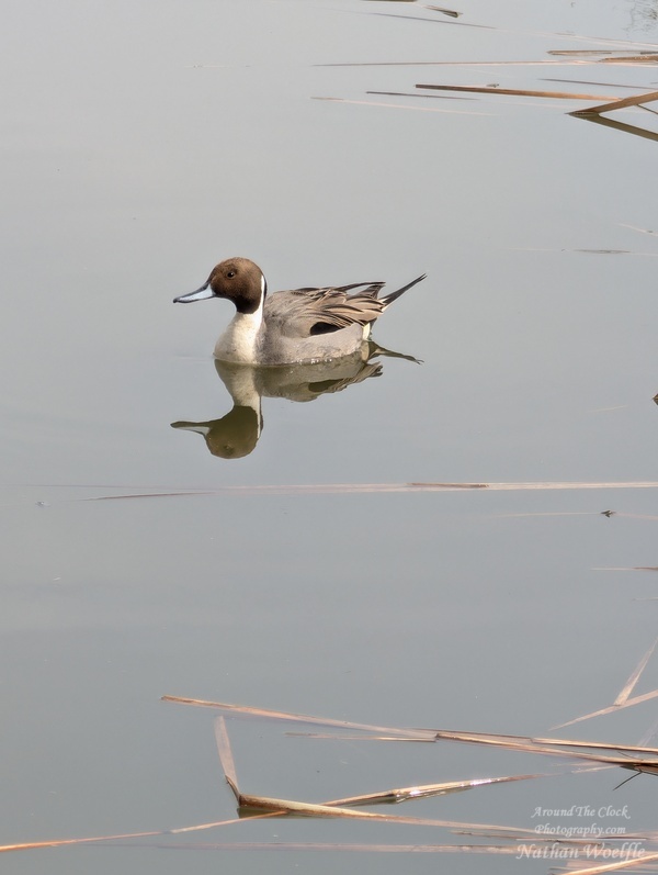Northern Pintail Duck