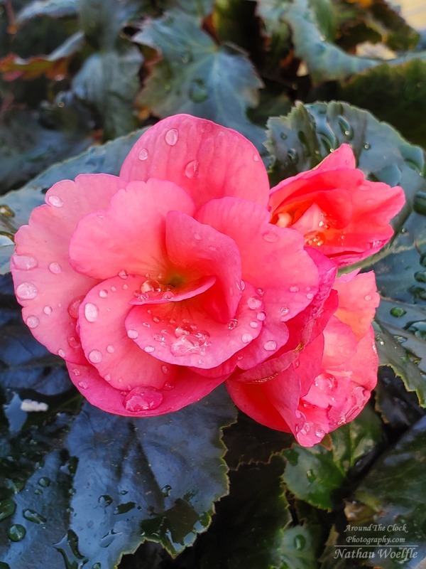 Begonia water droplets