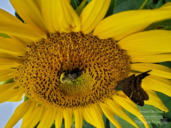 Bee and Butterfly on Sunflower