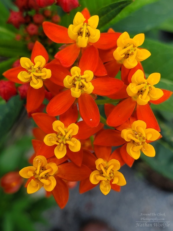 Tropical Milkweed