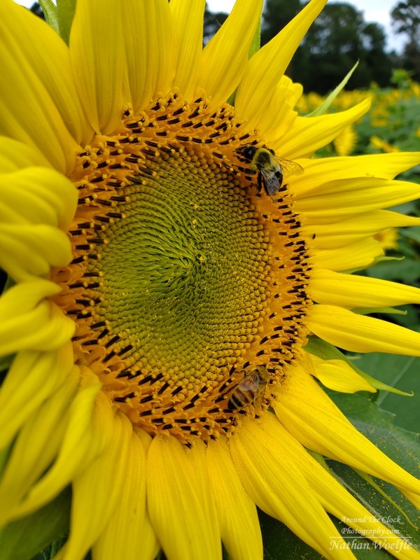Bumblebees on the Sunflower