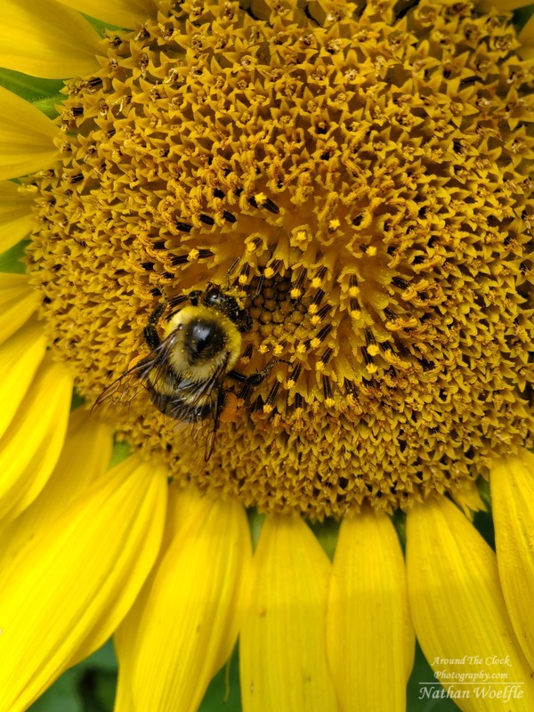 Bee covered in pollen