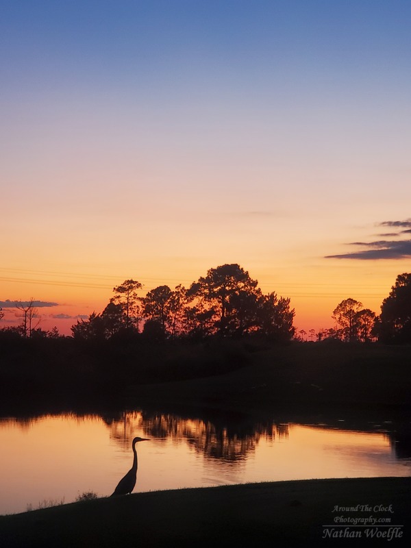 Heron at sunset