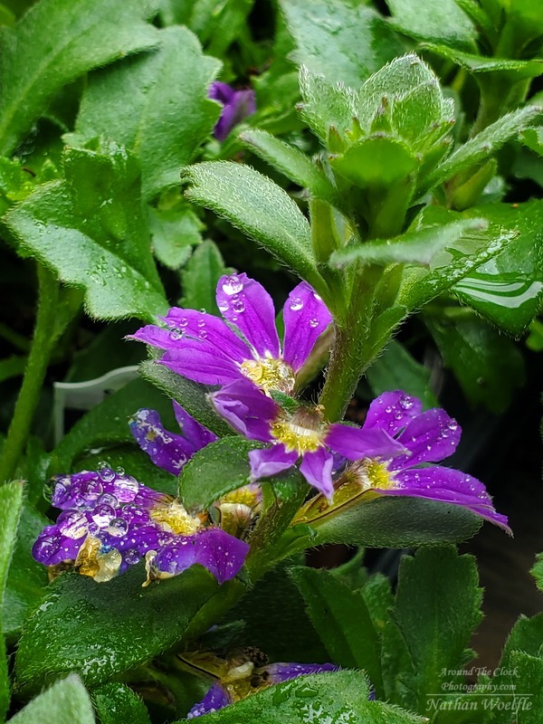 Fan Flowers