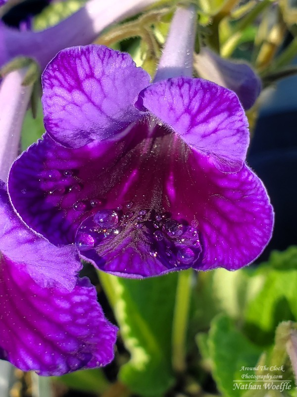 Cape Primrose water droplets