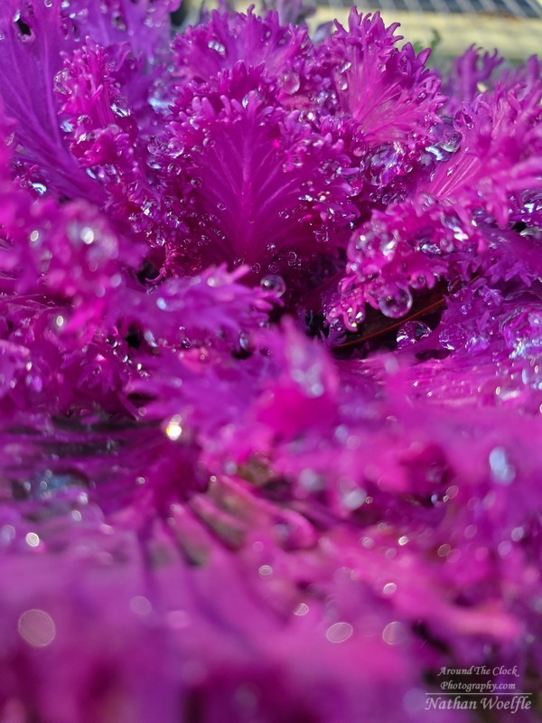Ornamental Kale water droplets closeup