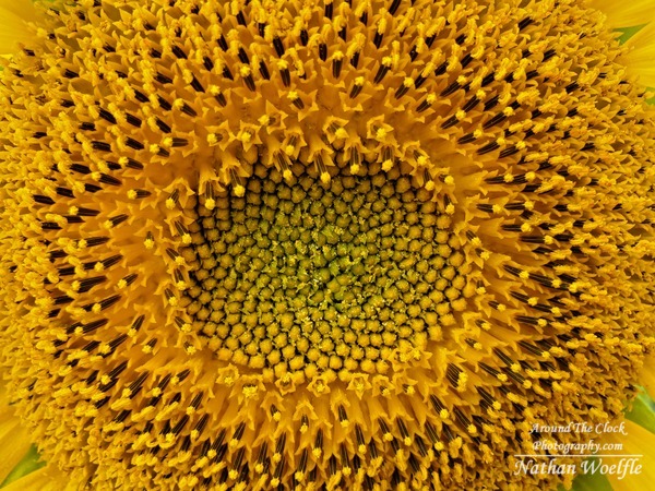 Sunflower Pollen