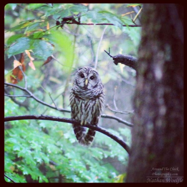 Owl in Cades Cove