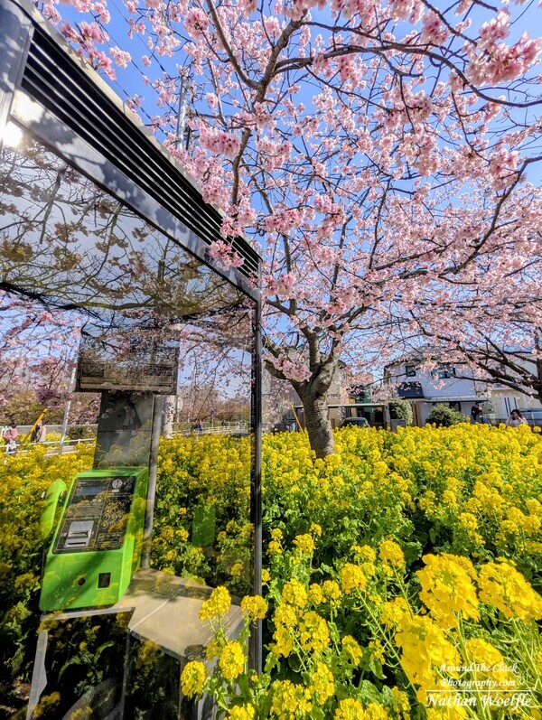Cherry & Rape blossoms