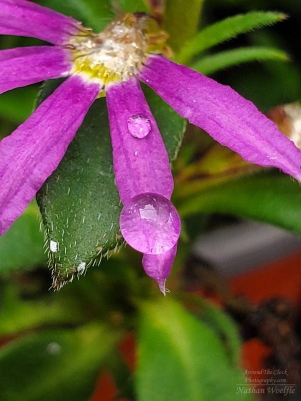 Fan flower water droplets