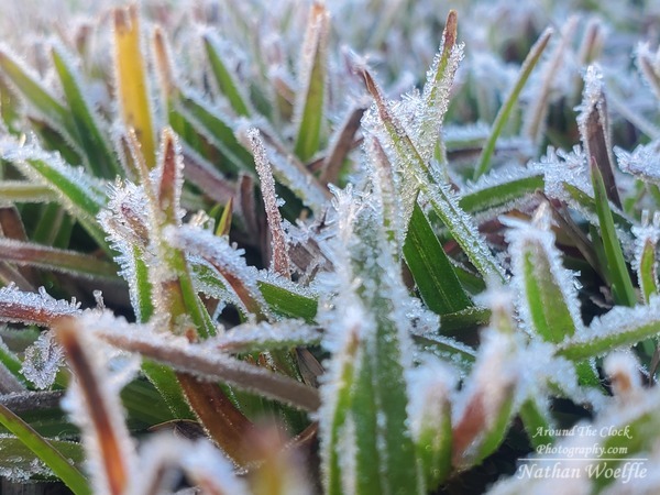 Frosty grass