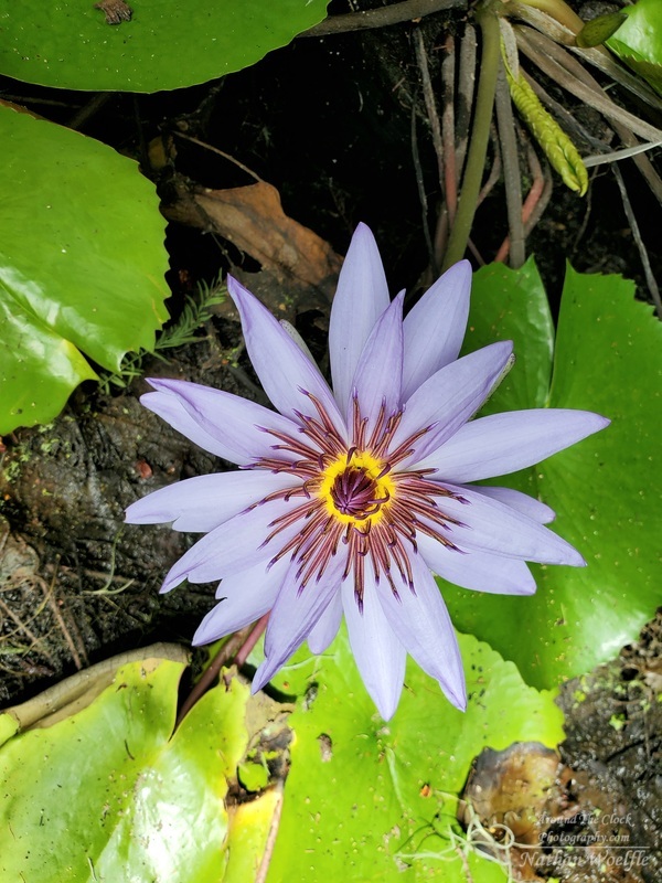 Water Lily